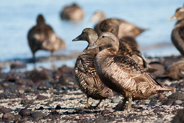 Common Eider, Eider, Somateria mollissima ssp. borealis