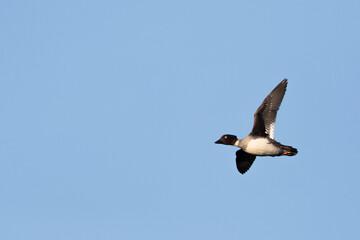 Brilduiker, Common Goldeneye, Bucephala clangula