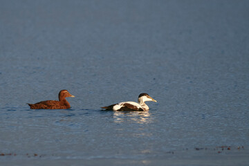 Eidereend, Common Eider, Somateria mollissima mollissima