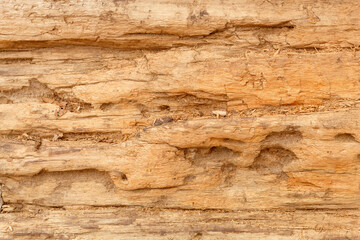 Naklejka na ściany i meble Old Weathered Brown Wood Texture
