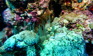 bright beautiful fish of the Red Sea in a natural environment on a coral reef