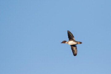Brilduiker, Common Goldeneye, Bucephala clangula