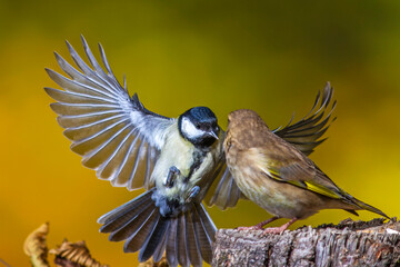 Kohlmeise (parus major)