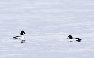 Brilduiker, Common Goldeneye, Bucephala clangula