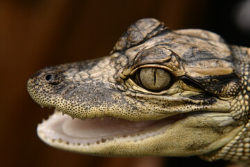 Fototapeta premium Young American Alligator
