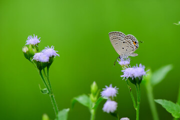 Close-up of butterfly on a puple flower is isolate on green background