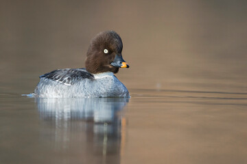 Brilduiker, Common Goldeneye, Bucephala clangula