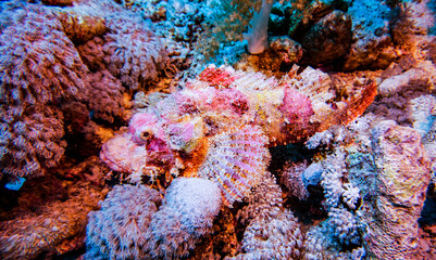 bright beautiful fish of the Red Sea in a natural environment on a coral reef