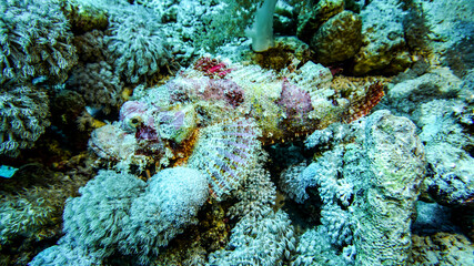 bright beautiful fish of the Red Sea in a natural environment on a coral reef