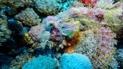 bright beautiful fish of the Red Sea in a natural environment on a coral reef