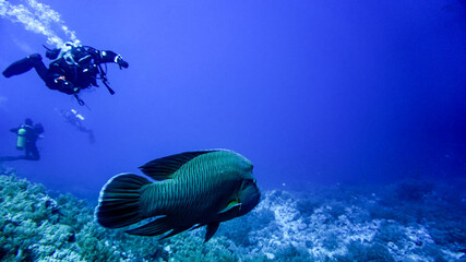 bright beautiful fish of the Red Sea in a natural environment on a coral reef