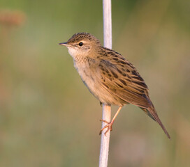 Sprinkhaanzanger (straminea), Siberian Common Grasshopper Warbler, Locustella naevia straminea