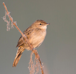 Sprinkhaanzanger (straminea), Siberian Common Grasshopper Warbler, Locustella naevia straminea