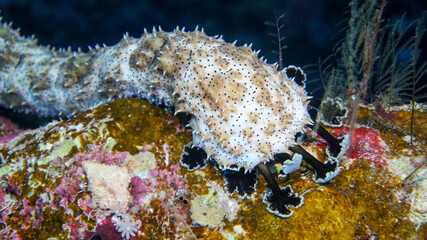 bright beautiful fish of the Red Sea in a natural environment on a coral reef