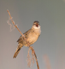 Sprinkhaanzanger (straminea), Siberian Common Grasshopper Warbler, Locustella naevia straminea