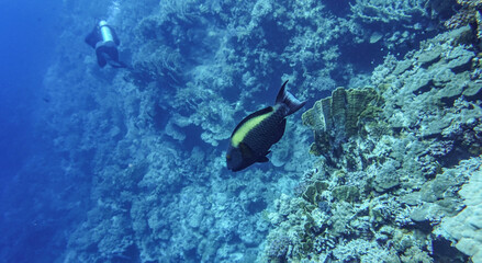 bright beautiful fish of the Red Sea in a natural environment on a coral reef