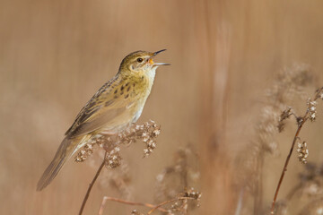 Sprinkhaanzanger, Common Grasshopper Warbler, Locustella naevia naevia