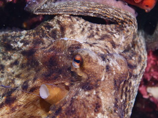 octopus  fish underwater  close up scenery detail ocean scenery of animal