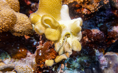 bright beautiful fish of the Red Sea in a natural environment on a coral reef