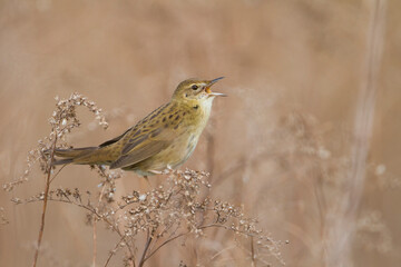 Sprinkhaanzanger, Common Grasshopper Warbler, Locustella naevia naevia