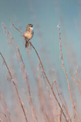 Sprinkhaanzanger (straminea), Siberian Common Grasshopper Warbler, Locustella naevia straminea