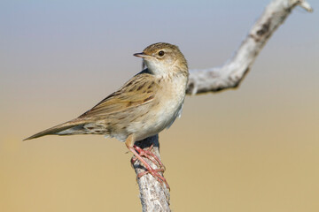 Sprinkhaanzanger, Common Grasshopper Warbler, Locustella naevia mongolicus