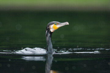  Aalscholver, Great Cormorant, Phalacrocorax carbo sinensis