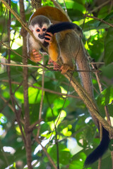 Squirrel monkey, Saimiri oerstedii, sitting on the tree trunk with green leaves, Corcovado NP, Costa Rica. Monkey in the tropic forest vegetation. Wildlife scene from nature. Beautiful cute animal.