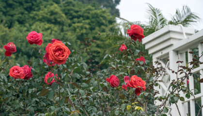 Fototapeta na wymiar Red roses in the garden