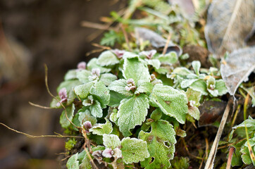 Green plant covered with frost