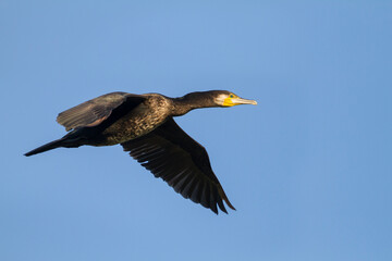  Aalscholver, Great Cormorant, Phalacrocorax carbo sinensis