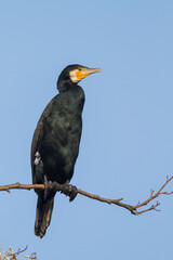  Aalscholver, Great Cormorant, Phalacrocorax carbo sinensis