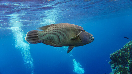 fish Napoleon in shallow water near a coral reef