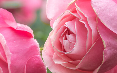 A close-up of the texture pattern on the edge of the pink rose petals.