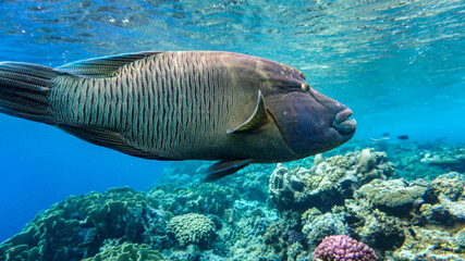 fish Napoleon in shallow water near a coral reef