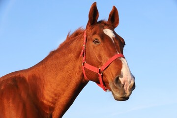 Head shot portrait of a thoroughbred stallion at sunset on meado