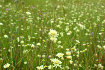 Scabiosa ochroleuca grows in nature