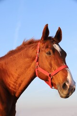 Fototapeta premium Head shot portrait of a thoroughbred stallion at sunset on meado
