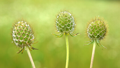 Scabiosa ochroleuca grows in nature