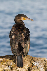  Aalscholver, Great Cormorant, Phalacrocorax carbo sinensis