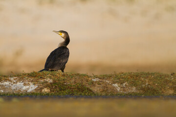 Aalscholver, Great Cormorant, Phalacrocorax carbo sinensis