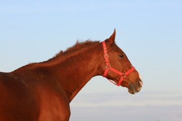 Head shot portrait of a thoroughbred stallion at sunset on meado