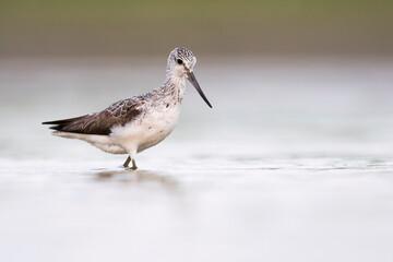 Groenpootruiter, Common Greenshank, Tringa nebularia