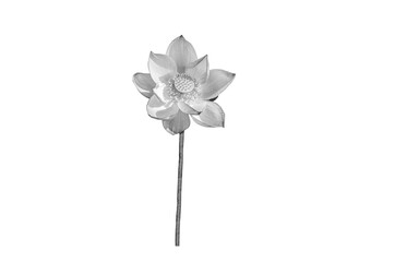 Lotus flower black and white color isolated on white background. File contains with clipping path.
