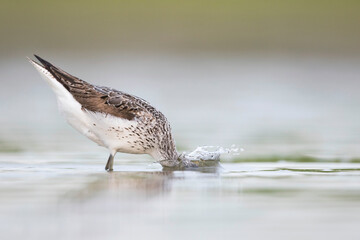 Groenpootruiter, Common Greenshank, Tringa nebularia