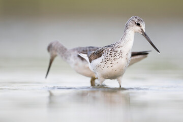 Groenpootruiter, Common Greenshank, Tringa nebularia