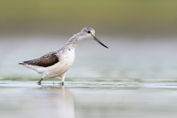 Groenpootruiter, Common Greenshank, Tringa nebularia