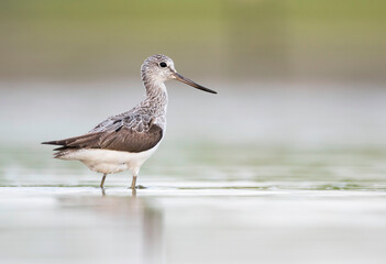 Groenpootruiter, Common Greenshank, Tringa nebularia