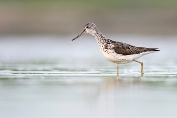 Groenpootruiter, Common Greenshank, Tringa nebularia