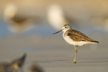 Groenpootruiter, Common Greenshank, Tringa nebularia